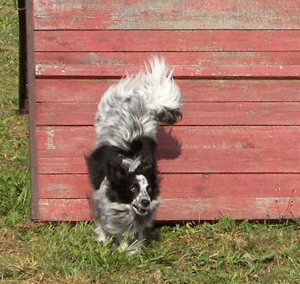 013.gif
